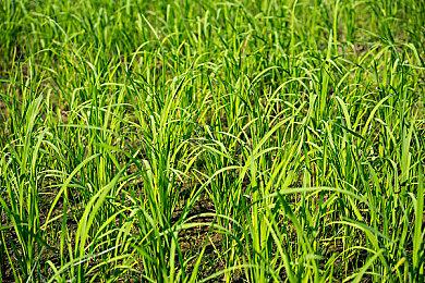 《碧蓝幻想: Relink》版本1.1.1上线！在超高难度任务中挑战最强之敌“路西法”！